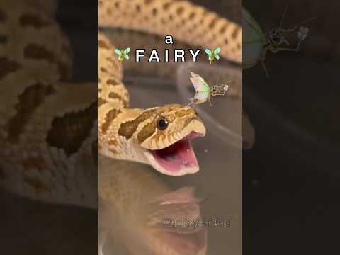 LOOK, A FAIRY! #reptile #animal #frog