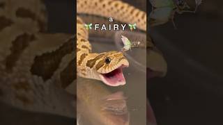 LOOK, A FAIRY! #reptile #animal #frog