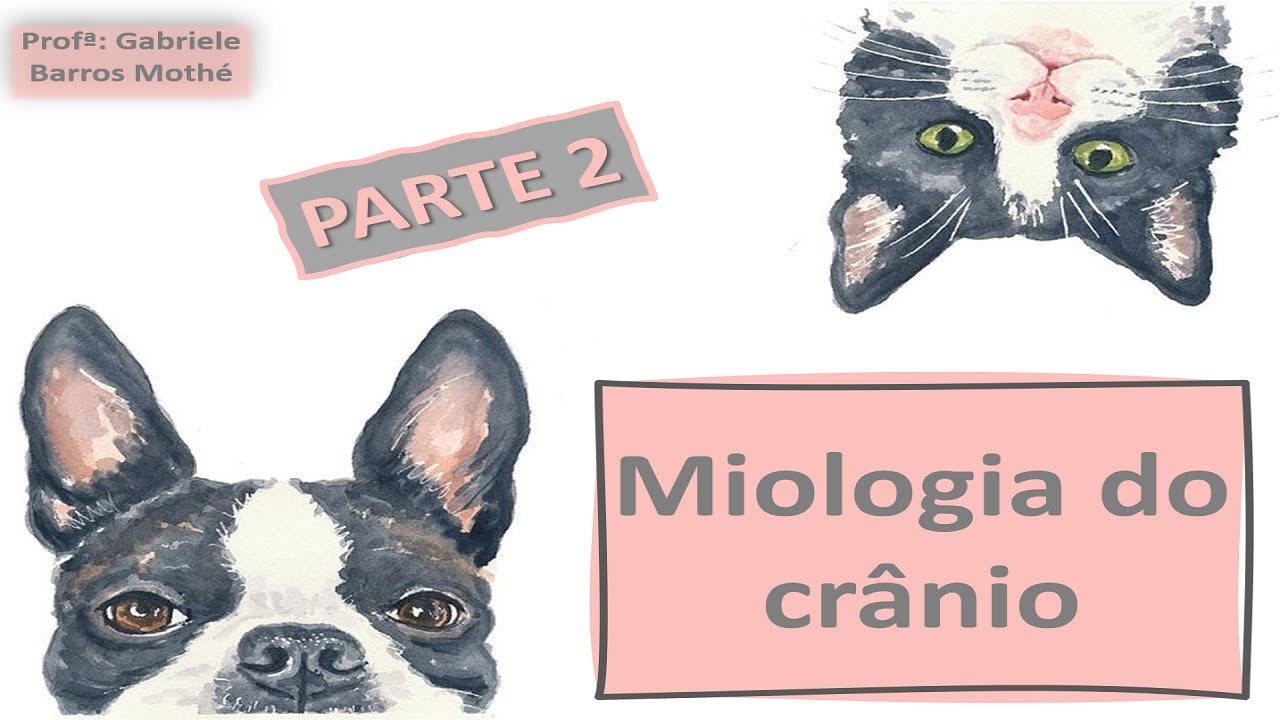 MIOLOGIA DO CRÂNIO - parte 2 (anatomia veterinária)
