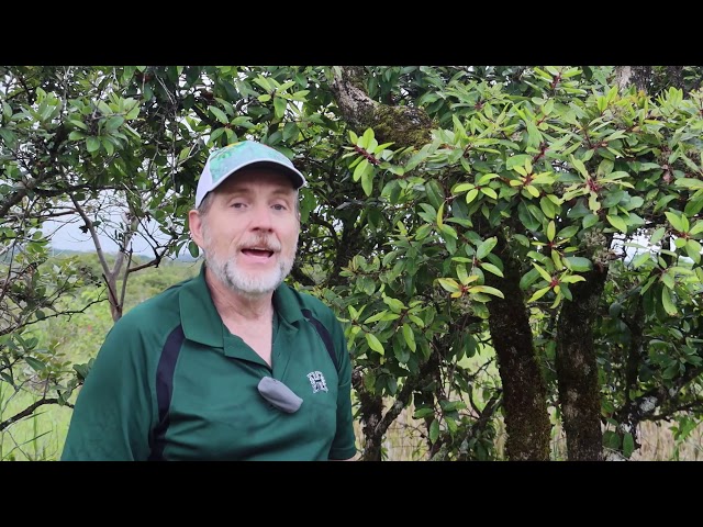 Video Uitspraak van apapane in Engels