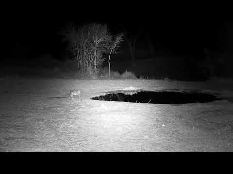 Djuma: Common Grey Duiker working it's way to drink at the pan - 03:00 - 09/19/21
