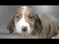 Mini American Shepherd Puppy Falls Asleep From Blow Dryer
