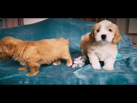 Havanese puppy for sale