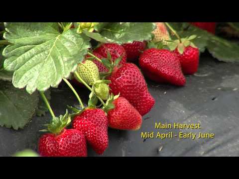 download lagu mp3 mp4 Nabila Strawberry, download lagu Nabila Strawberry gratis, unduh video klip Nabila Strawberry