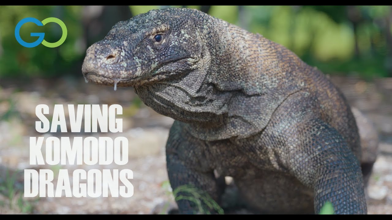 Saving the Last Komodo Dragons