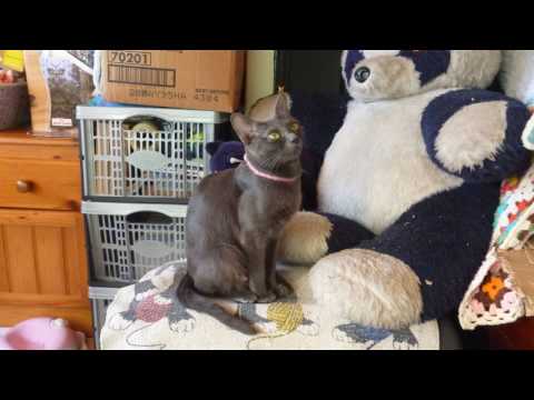 Korat Kittens