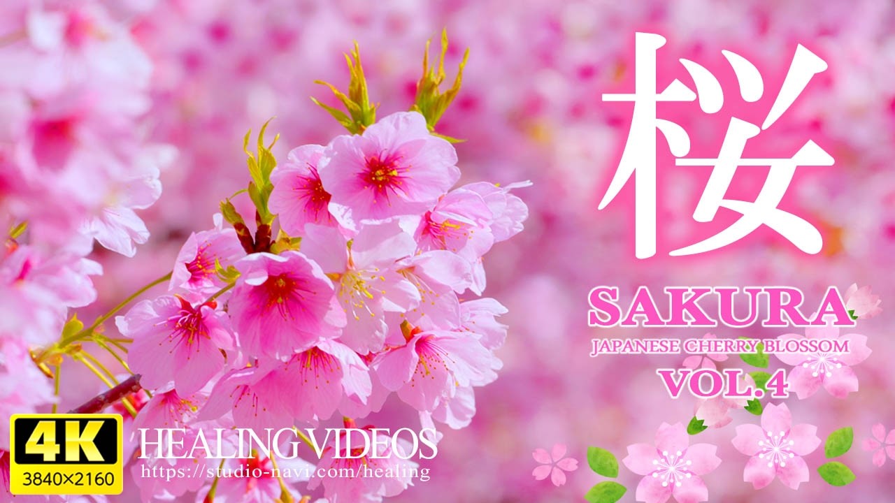 【癒し】日本を彩る桜の旅路 〜癒しの音とともに巡る春景色（桜シリーズVOL.4）／光と風に揺れる桜が心に静かな安らぎを運んでくれます。「4K風景映像・実写」