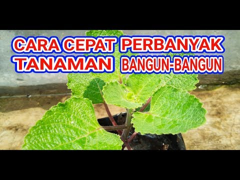 LAKUKAN SEPERTI INI ||| CARA MUDAH PERBANYAK TANAMAN BANGUN - BANGUN   II EPISODE 52