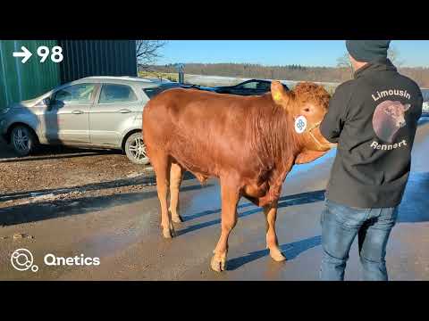 Fleischrindertage Katalognummer 98