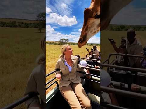 Unexpected Giraffe Attack 😱 #shorts #giraffe #animalshorts #wildanimals