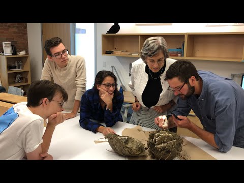 Cracking open a hornet's nest (some were still alive!)