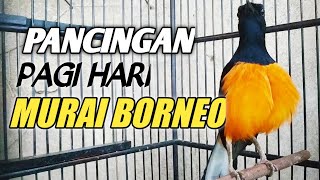Download lagu MURAI BORNEO LAIN MEDADAK JADI GACOR !!! PANCINGAN AMPUH PENDONGKRAK EMOSI !!! mp3 Download lagu MURAI BORNEO LAIN MEDADAK JADI GACOR !!! PANCINGAN AMPUH PENDONGKRAK EMOSI !!! mp3