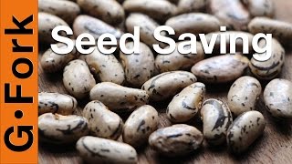 How To Save Seeds - String Beans - GardenFork