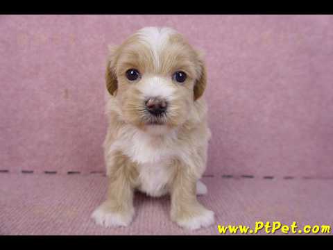 01/30馬爾泰迪公幼犬3號