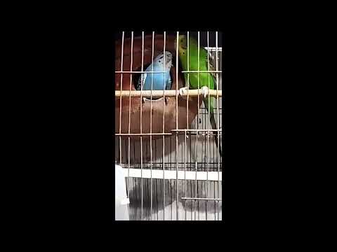 love birds romance in the morning||popular birds in bangladesh||@ranamasum4664