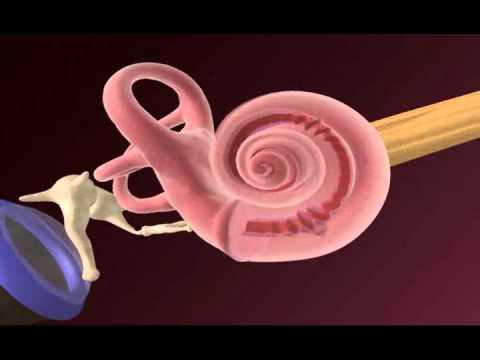 How the Ear Works