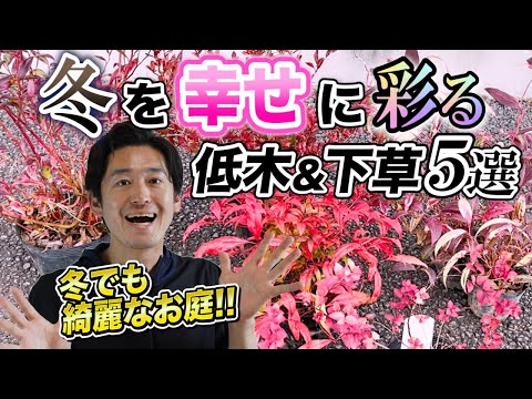 耐寒性常緑低木：冬の庭を彩る4つの植物  庭園