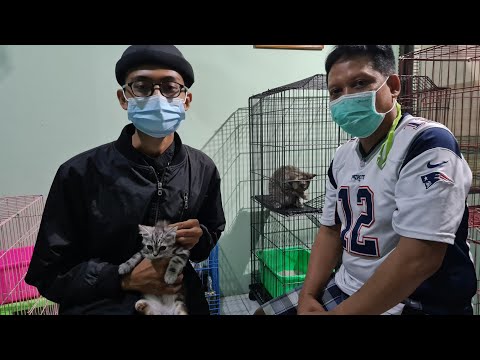 Cara Jual Beli Kucing Yang Halal | VLOG
