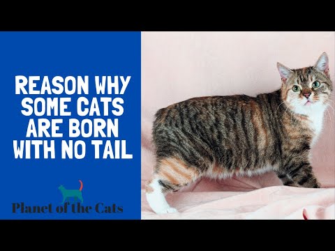 Reason Why Some Cats Are Born With No Tail