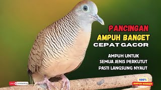 Download lagu Perkutut Lokal Gacor AMPUH Untuk Pancingan Semua Burung Perkutut Agar Cepat Bunyi | Zebra Dove Z46 mp3