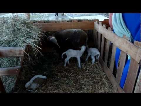 Bárányok születtek Szenteste Várátóton videó megtekintése