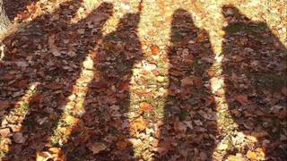 Nick Drake - They&#39;re Leaving Me Behind