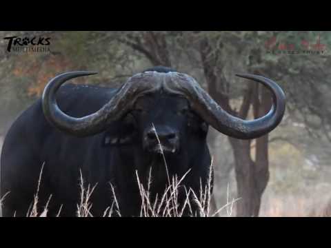 Inala - Buffalo Bull