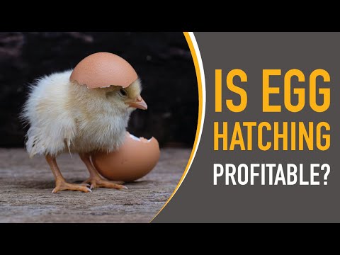 Is Potato Farming Profitable