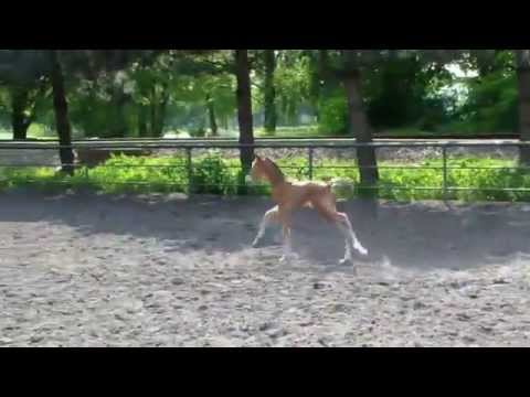 Hengstfohlen v. Van Gogh x Landos x CordelaBryere