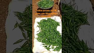 Download lagu PETIKAN PERTAMA CABE RAWIT ACUNG DARI 40 POHON ALHAMDULILLAH DAPAT 3,585 mp3