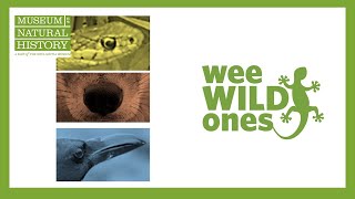 Download Lagu Noses - Wee Wild Ones on the Web (Season 1, Episode 4) Thumbnail