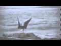 Slow motion clip of Bird Flapping Wings shot with ...