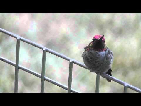 Anna's Hummingbird Male Guarding Feeder