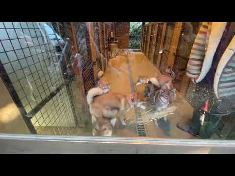 Inaka Living: Shikoku inu Minami Boso