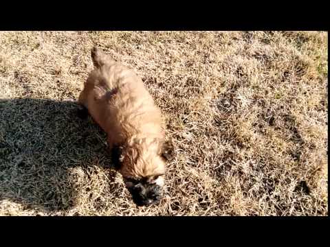 Sweet and lovable girl wants a home, AKC registered