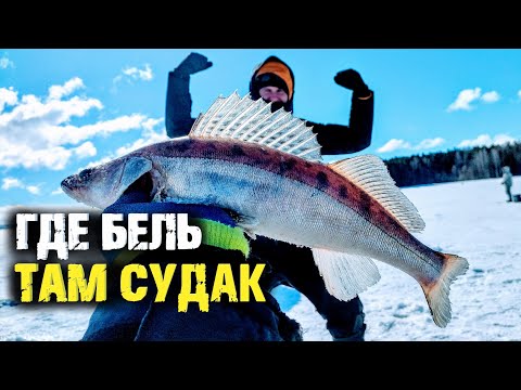 Где бель там судак. Поиск с практиком 8