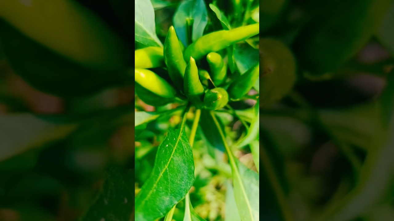 Amazing Chilli Crop 🌶️ #ChilliFarming #ChilliCrop #shorts #shortsagriinfo