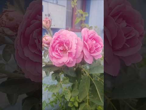 ❤️❤️ Enghaveettu plant flower 🌿🌹