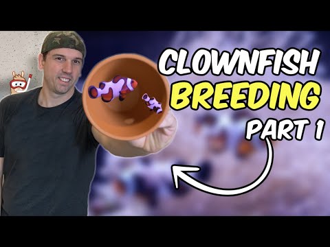 My Attempt at Breeding Clownfish (Part 1) + Weeping Willow Leather Fragging