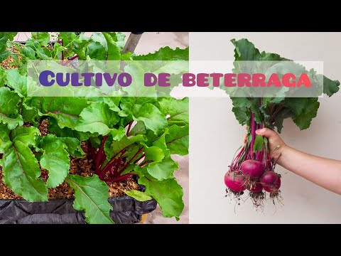 , title : 'Cómo cultivar BETERRAGA || REMOLACHA || BETABEL  en Maceta 🌱 Proceso completo [siembra - cosecha]'