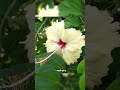 Did You Know This About Hibiscus Flowers Factshorts Facts Interestingfacts Hibiscus