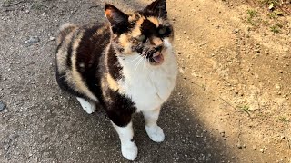 挨拶に来てくれたかわいい三毛猫ちゃん換毛期だからブラッシング