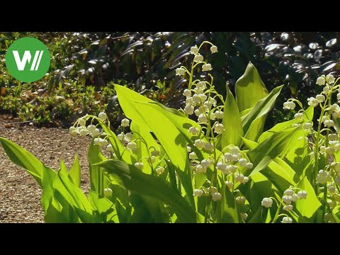 The garden in May - perennials, strawberries and lawn care
