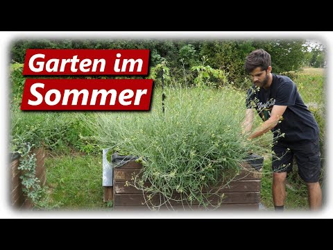 Gartenarbeit Juli | Tomaten, Zwiebeln, Knoblauch, Zucchini | Es ist Erntezeit