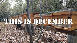 December Compilation  | #colesfarmnc #jacksonvillenc #beekeeping