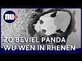 Reuzenpanda bevalt van jong in Ouwehands Dierenpark | NU.nl
