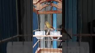 Download lagu Pleci dakun nembak tulit tulit kenarian.. mp3