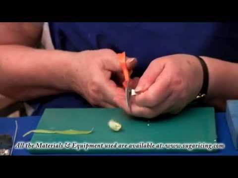 download lagu mp3 mp4 Christmas Sugar Paste Flowers, download lagu Christmas Sugar Paste Flowers gratis, unduh video klip Christmas Sugar Paste Flowers