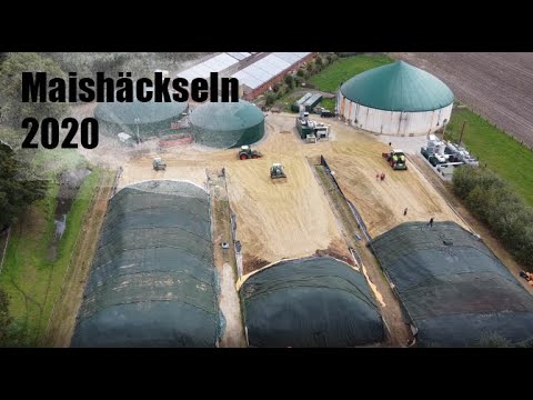 Maishäckseln 2020 - für eine Biogasanlage in Nordhorn