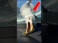 I Can't Believe This Seagull Did This for Fries #funny #memes #birds